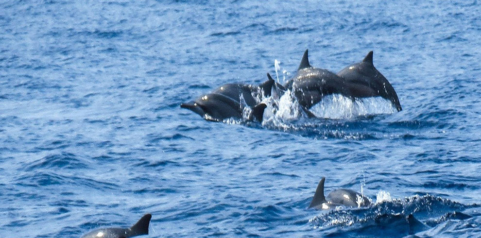 dolphin watching wasini